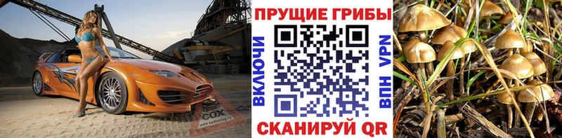 Галлюциногенные грибы Cubensis продажа наркотиков Западная Двина